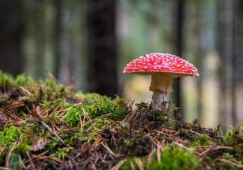 Natuurmonumenten organiseert landschapscafe